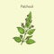 Pachouli - aromatic and medicinal plant