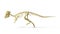 Pachycephalosaurus dinosaur, full photo-realistic skeleton, side view.