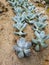 Pachyphytum \\\