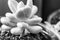 Pachyphytum oviferum \\\'Moonstones\\\' - black and white photo