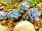 Pachyphytum â€˜Blue Hazeâ€™ desert succulent