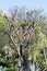 Pachypodium Lamerei or Madagascar palm an African huge plant, sharp thorns.