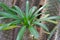 Pachypodium Lamerei Madagascar Palm also called Club Foot