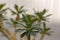 Pachypodium lamerei madagascar palm, succulent thorny flower, green leaves on branches