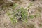 Pachypodium lealii plant