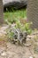 Pachypodium lealii plant
