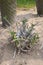 Pachypodium lealii plants