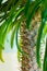 Pachypodium Madagascar palm