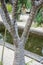 Pachypodium plant tree palm cactus close up tree trunk leafs and flower bud