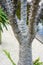 Pachypodium plant tree palm cactus close up tree trunk leafs and flower bud