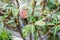 Pachypodium plant tree palm cactus close up tree trunk leafs and flower bud