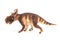 Pachyrhinosaurus Dinosaur on white background