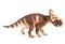 Pachyrhinosaurus Dinosaur on white background