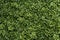 Pachysandra, evergreen ground cover with small white flowers as