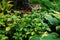 Pachysandra terminalis Green Carpet planted in shady garden with hostas.