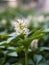 pachysandra terminalis inflorescence