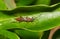 Pachysomoides fulvus parasitic wasp resting inside a green leaf.