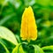 Pachystachys lutea flower houseplant