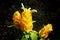 Pachystachys lutea or Yellow lollipop Flower. Close up bright color flower.