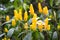 Pachystachys lutea yellow shrub in garden. Lollipop golden shrimp plant.