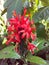 Pachystachys. Pachystachys coccinea. Cardinals guard. Red shrimp plant in Ratnapura Sri Lanka