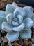 Pachyveria Powder Puff blue succulent rosette with thick farina