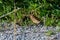 Pacific banana slug crawling on the ground.