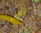 Pacific Banana Slug Crawls Over Forest Debris