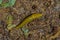 Pacific Banana Slug Crawls Over Forest Debris