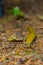 Pacific Banana Slug Crawls Over Forest Debris