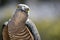 A Pacific Baza