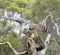 The Pacific baza is about to fly off the tree