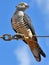 Pacific Baza on wire with catch