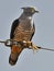 Pacific baza on wire clasping a large grasshopper