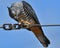 Pacific Baza on wire eating large grasshopper