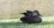 Pacific Black Duck, Anas superciliosa, preening 4K