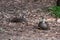 Pacific black duck, Anas superciliosa, resting amongst fallen leaves, Kennett River, Australia