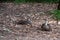 Pacific black duck, Anas superciliosa, resting amongst fallen leaves, Kennett River, Australia