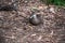 Pacific black duck, Anas superciliosa, resting amongst fallen leaves, Kennett River, Australia