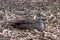 Pacific black duck, Anas superciliosa, resting amongst fallen leaves, Kennett River, Australia