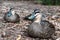 Pacific black duck, Anas superciliosa, resting amongst fallen leaves, Kennett River, Australia