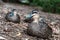 Pacific black duck, Anas superciliosa, resting amongst fallen leaves, Kennett River, Australia