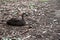 Pacific black duck, Anas superciliosa, resting amongst fallen leaves, Kennett River, Australia