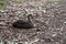 Pacific black duck, Anas superciliosa, resting amongst fallen leaves, Kennett River, Australia