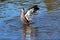 Pacific black duck flapping its strong wings after a swim in the blue lake.