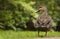 Pacific Black Duck on grass