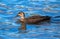 Pacific black duck swims in the lake