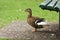 Pacific Black Duck under park bench