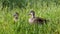 Pacific Black Ducks