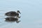 Pacific Black Mallard Ducks Swimming on the water